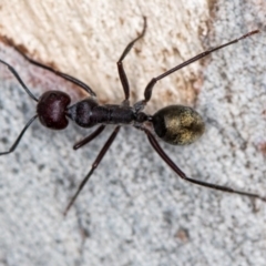Camponotus suffusus (Golden-tailed sugar ant) at Bruce, ACT - 31 Mar 2020 by Bron