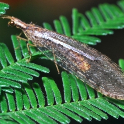 Oedosmylus tasmaniensis (Lacewing) at University of Canberra - 31 Mar 2020 by Harrisi