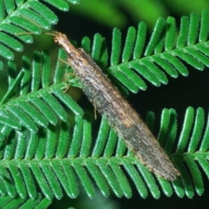 Oedosmylus tasmaniensis at Bruce, ACT - 31 Mar 2020