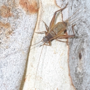 Eurepa marginipennis at Bruce, ACT - 29 Mar 2020