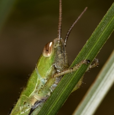 Bermius brachycerus (A grasshopper) at Bruce Ridge to Gossan Hill - 31 Mar 2020 by Bron