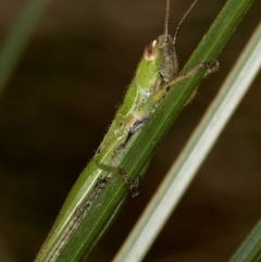 Bermius brachycerus at Bruce, ACT - 1 Apr 2020