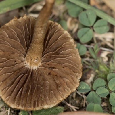 Unidentified Cap on a stem; gills below cap [mushrooms or mushroom-like] at Bruce Ridge to Gossan Hill - 31 Mar 2020 by Bron