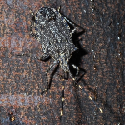 Alcaeus varicornis (Acacia shield bug) at Aranda, ACT - 1 Apr 2020 by Harrisi