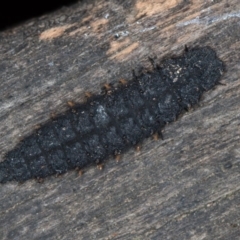 Lycidae (family) (Net-winged beetle) at Melba, ACT - 1 Apr 2020 by Bron