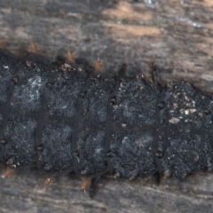 Lycidae sp. (family) at Melba, ACT - 1 Apr 2020