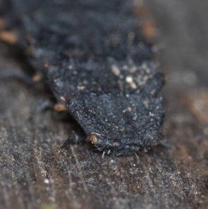 Lycidae sp. (family) at Melba, ACT - 1 Apr 2020