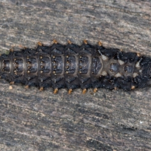 Lycidae sp. (family) at Melba, ACT - 1 Apr 2020