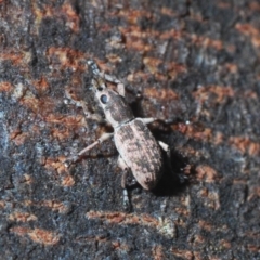 Titinia tenuis (Titinia weevil) at Aranda, ACT - 1 Apr 2020 by Harrisi