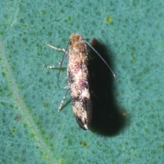 Tineidae (family) (Clothes moths (Tineidae)) at Aranda Bushland - 1 Apr 2020 by Harrisi