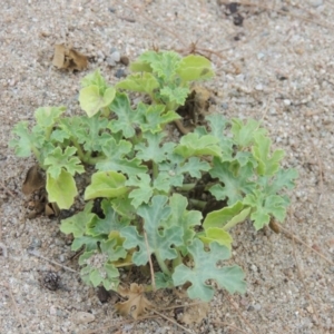 Citrullus amarus at Paddys River, ACT - 29 Dec 2019