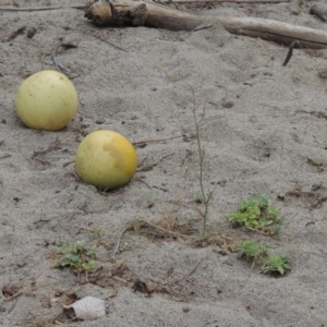 Citrullus amarus at Paddys River, ACT - 29 Dec 2019