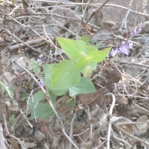 Veronica perfoliata at Hackett, ACT - 18 Mar 2020