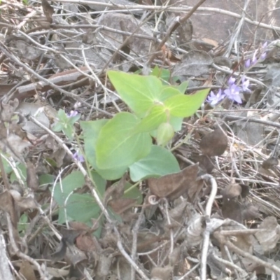 Veronica perfoliata (Digger's Speedwell) at Black Mountain - 18 Mar 2020 by MaartjeSevenster