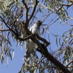 Coracina novaehollandiae (Black-faced Cuckooshrike) at Hawker, ACT - 4 Apr 2020 by AlisonMilton