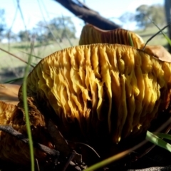 Phylloporus sp. (Phylloporus sp.) at QPRC LGA - 4 Apr 2020 by Wandiyali