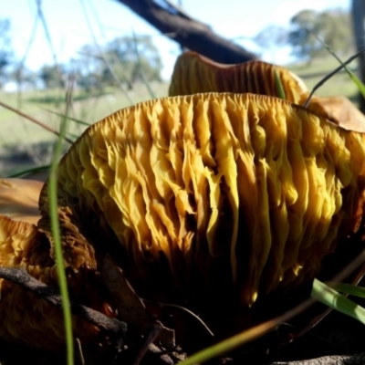 Phylloporus sp. (Phylloporus sp.) at Wandiyali-Environa Conservation Area - 4 Apr 2020 by Wandiyali