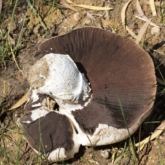 Agaricus sp. (Agaricus) at Higgins, ACT - 4 Apr 2020 by Alison Milton