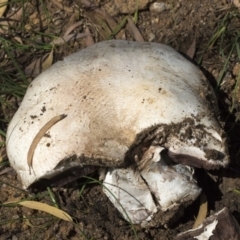 Agaricus sp. at Higgins, ACT - 4 Apr 2020