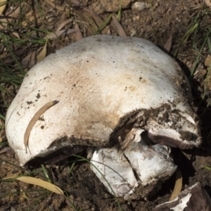 Agaricus sp. at Higgins, ACT - 4 Apr 2020 11:41 AM