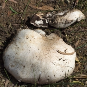 Agaricus sp. at Higgins, ACT - 4 Apr 2020