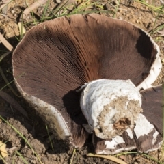 Agaricus sp. at Higgins, ACT - 4 Apr 2020