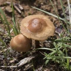 Marasmius oreades (Fairy-ring Champignon) at Higgins, ACT - 4 Apr 2020 by Alison Milton