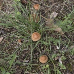 Marasmius oreades at Higgins, ACT - 4 Apr 2020 11:46 AM