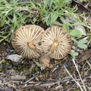 Marasmius oreades at Higgins, ACT - 4 Apr 2020 11:46 AM