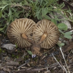 Marasmius oreades at Higgins, ACT - 4 Apr 2020 11:46 AM