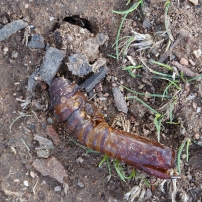 Hepialidae (family) (Unidentified Swift or Ghost Moth) at Federal Golf Course - 5 Apr 2020 by JackyF