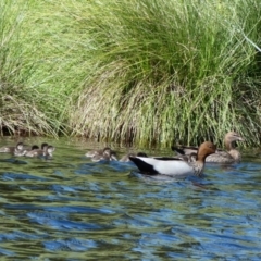 Chenonetta jubata (Australian Wood Duck) at Garran, ACT - 2 Jan 2017 by TomT