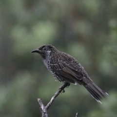 Anthochaera chrysoptera (Little Wattlebird) at Guerilla Bay, NSW - 31 Mar 2020 by jb2602