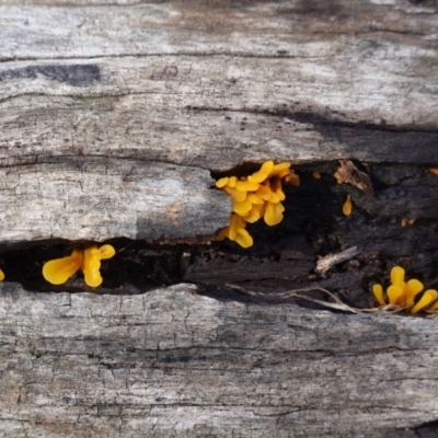 Dacryopinax spathularia (Dacryopinax spathularia) at Federal Golf Course - 26 Apr 2020 by JackyF