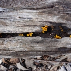 Dacryopinax spathularia at Hughes, ACT - 26 Apr 2020