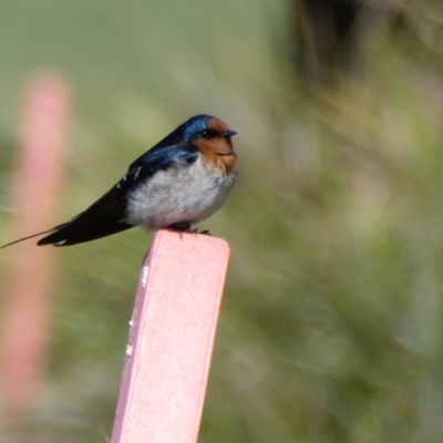 Hirundo neoxena (Welcome Swallow) at Federal Golf Course - 2 Jan 2017 by TomT