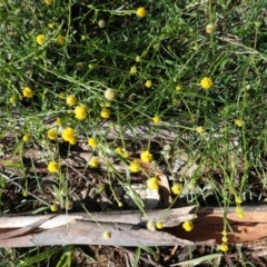 Calotis lappulacea (Yellow Burr Daisy) at Federal Golf Course - 5 Apr 2020 by JackyF