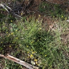 Calotis lappulacea at Hughes, ACT - 5 Apr 2020