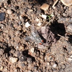 Sarcophagidae sp. (family) at Hughes, ACT - 5 Apr 2020