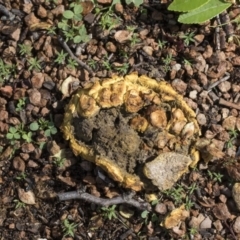 Scleroderma sp. (Scleroderma) at Higgins, ACT - 4 Apr 2020 by Alison Milton