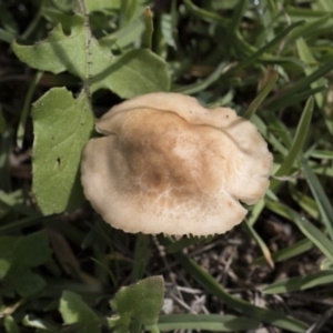 Marasmius oreades at Scullin, ACT - 4 Apr 2020 01:28 PM