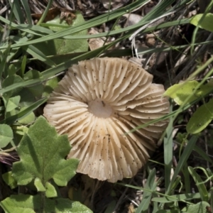 Marasmius oreades at Scullin, ACT - 4 Apr 2020 01:28 PM