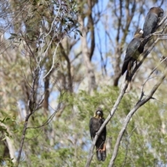 Calyptorhynchus lathami lathami (Glossy Black-Cockatoo) at Karabar, NSW - 5 Apr 2020 by epic