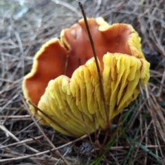 Phylloporus sp. (Phylloporus sp.) at Ulladulla, NSW - 3 Apr 2020 by Karin