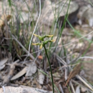 Corunastylis cornuta at Theodore, ACT - suppressed