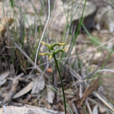 Corunastylis cornuta (Horned Midge Orchid) at Theodore, ACT - 5 Apr 2020 by MattM