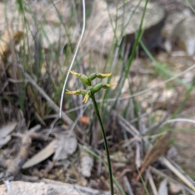 Corunastylis cornuta (Horned Midge Orchid) at Tuggeranong Hill - 4 Apr 2020 by MattM