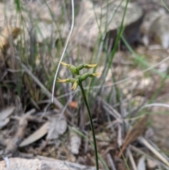 Corunastylis cornuta (Horned Midge Orchid) at Tuggeranong Hill - 4 Apr 2020 by MattM