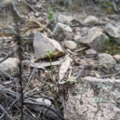 Corunastylis cornuta at Theodore, ACT - suppressed