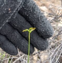 Corunastylis cornuta at Theodore, ACT - suppressed